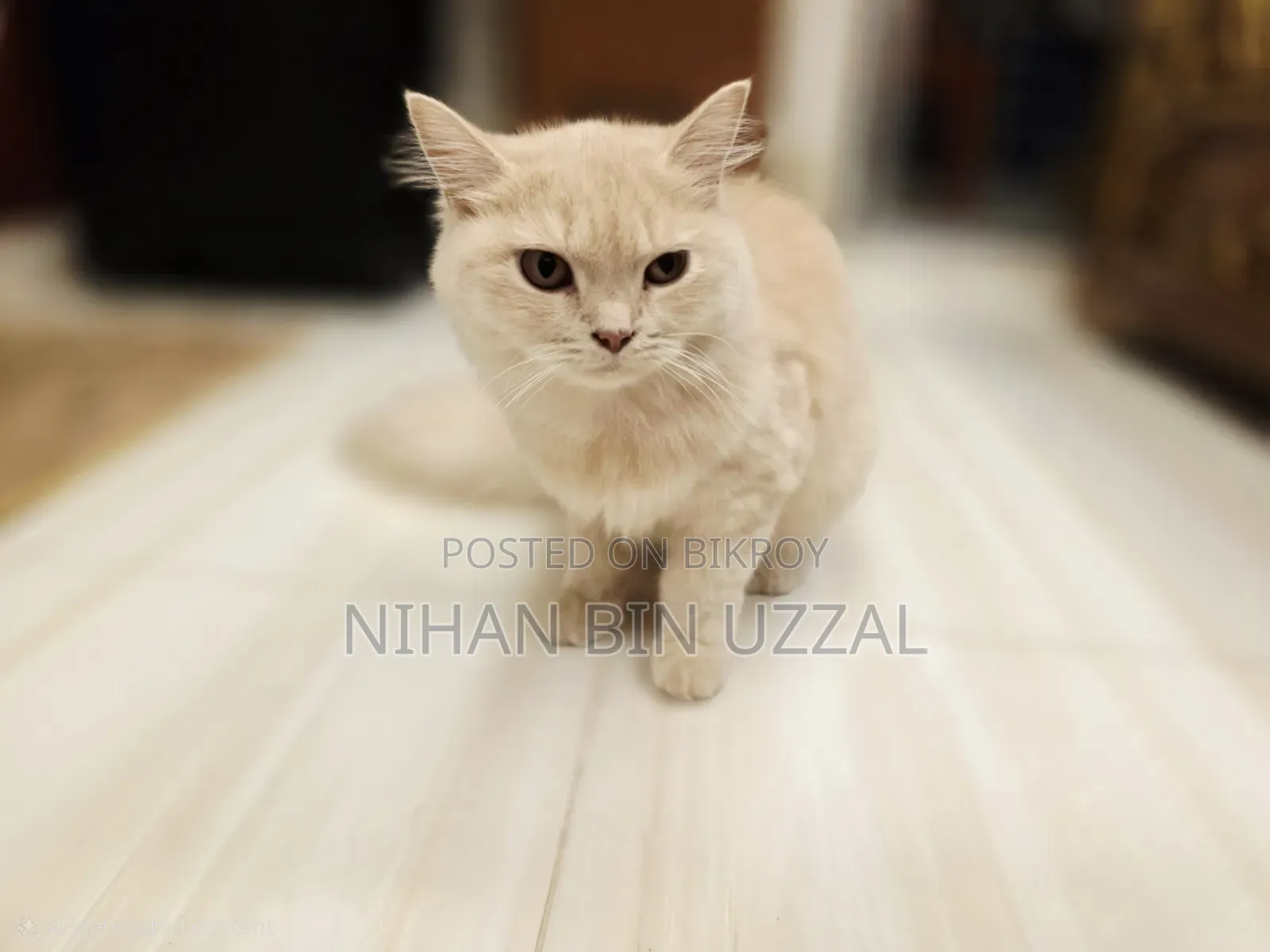 3-6 Months Female Mixed Breed Persian