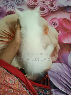 ১-৩ মাসের নর খাঁটি পার্সিয়ান