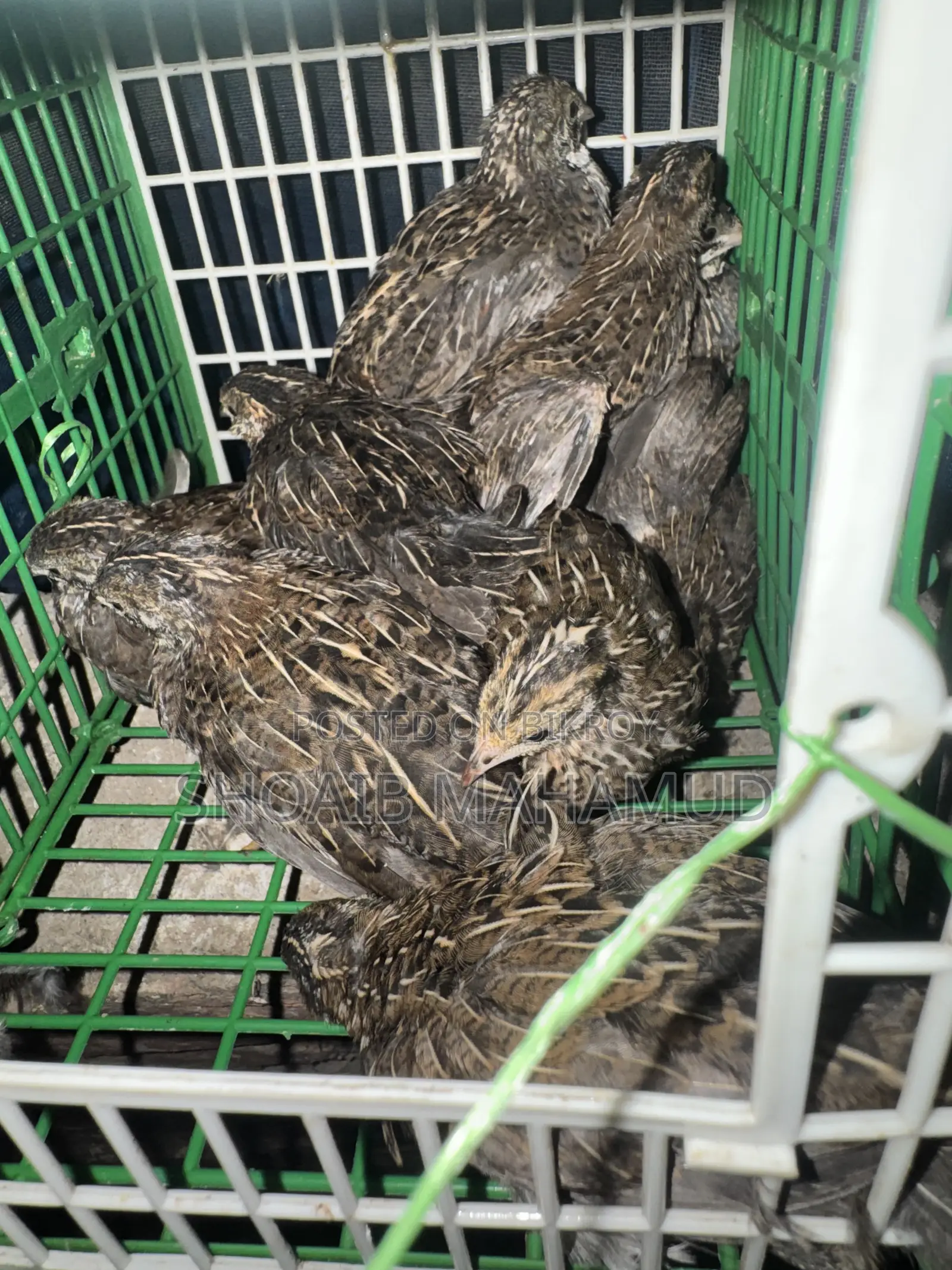 King Quail bird and 1-month-old King Quail chicks