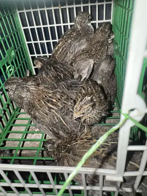 King Quail bird and 1-month-old King Quail chicks