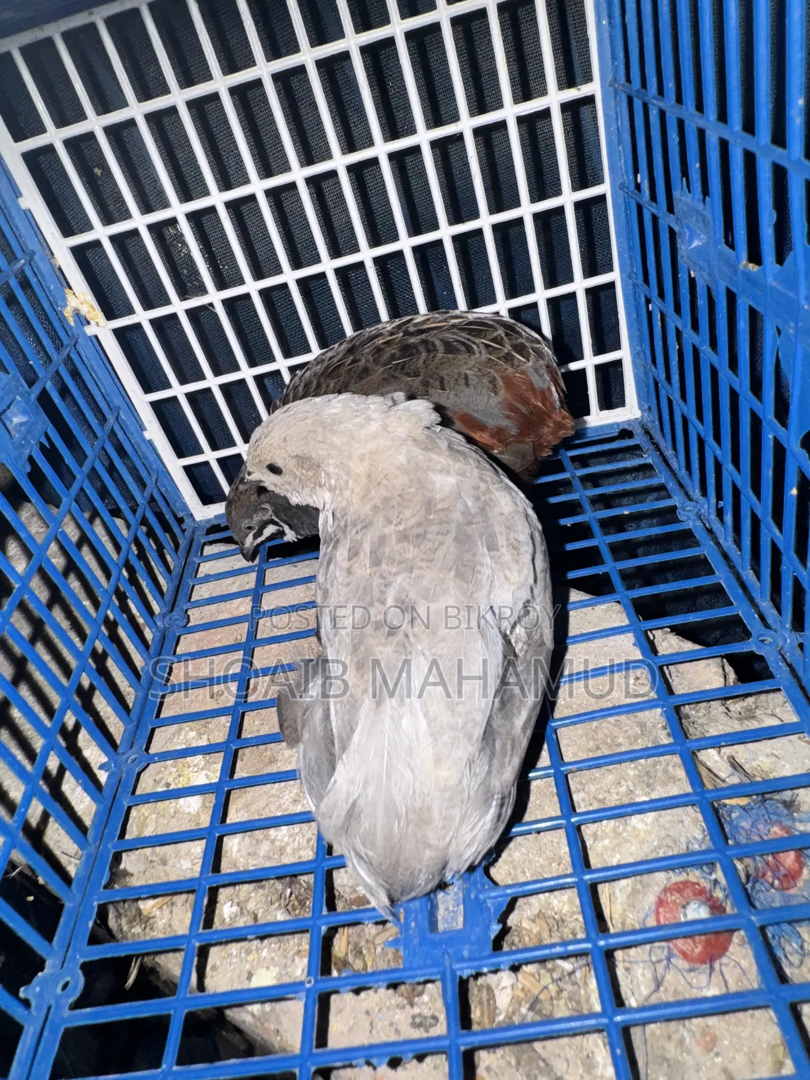 King Quail bird and 1-month-old King Quail chicks