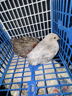 King Quail bird and 1-month-old King Quail chicks
