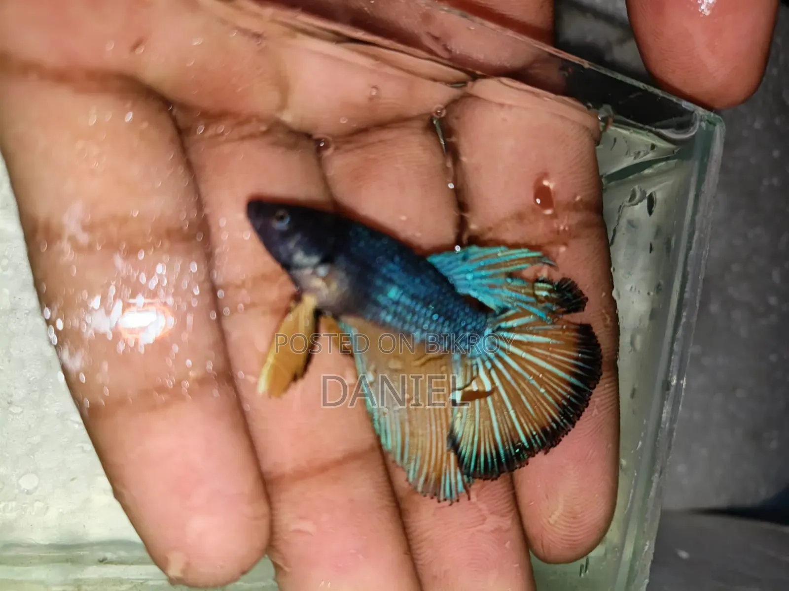 Get a Fighter fish for 200 Taka at a market-challenging price