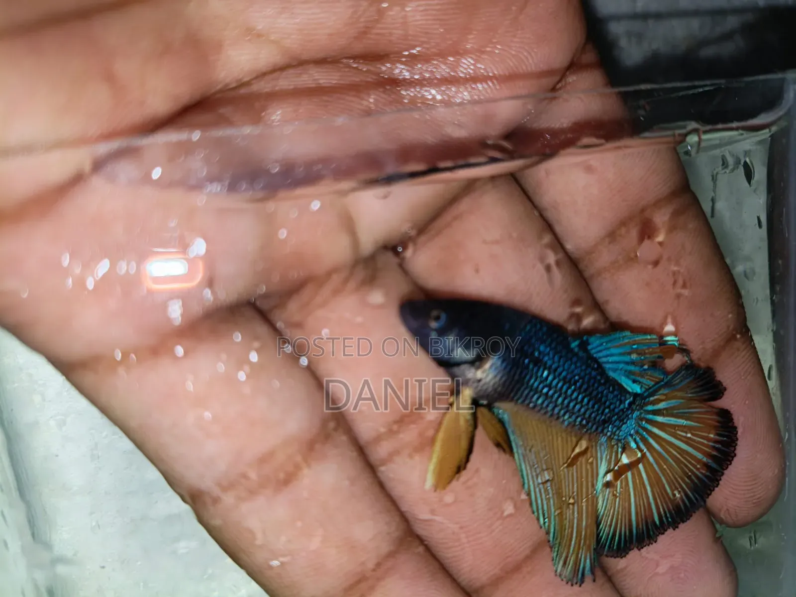 Get a Fighter fish for 200 Taka at a market-challenging price