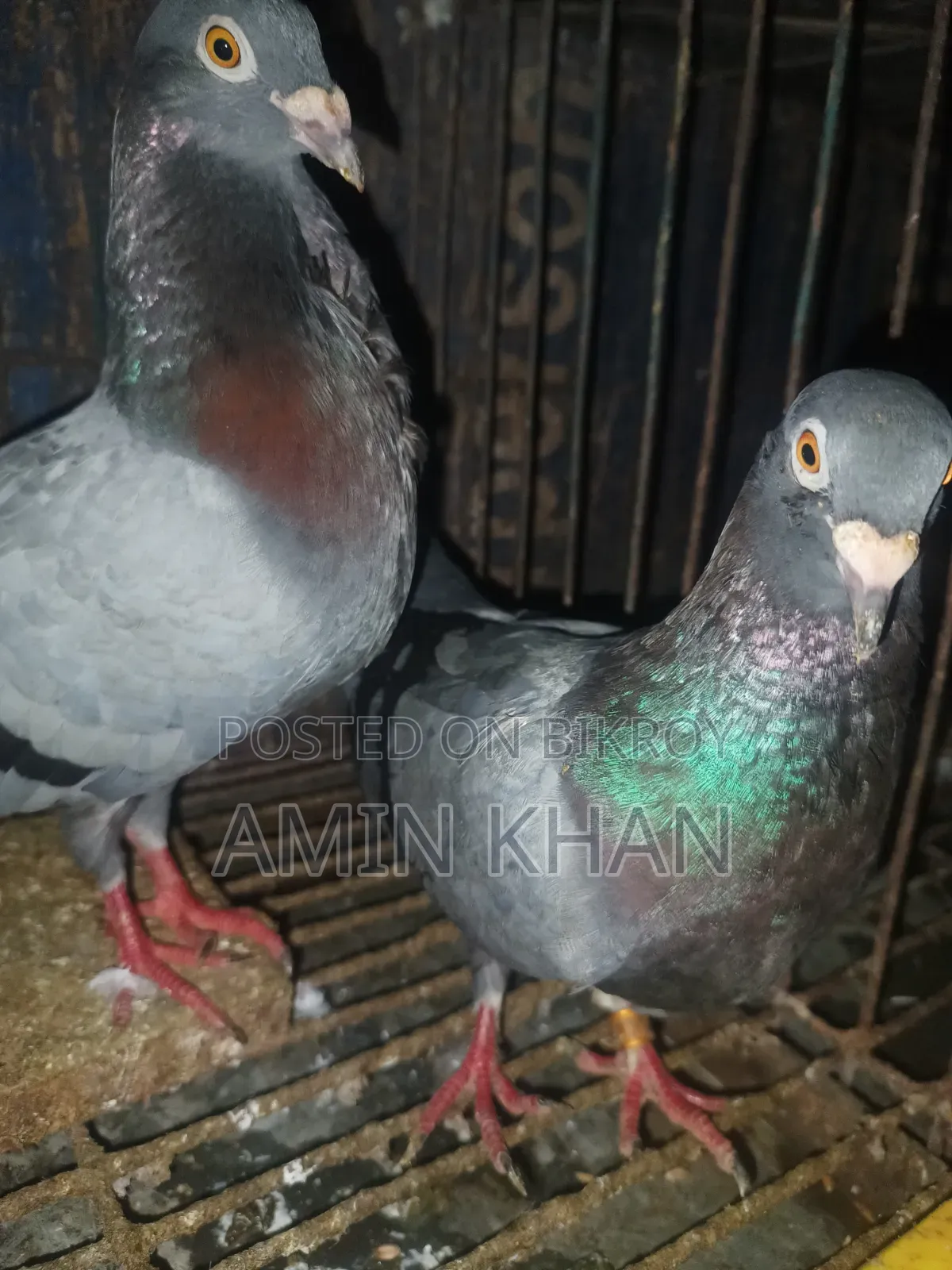 High Quality Pigeons