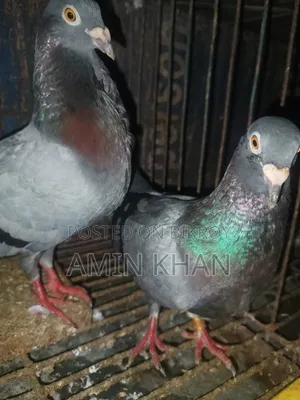 High Quality Pigeons