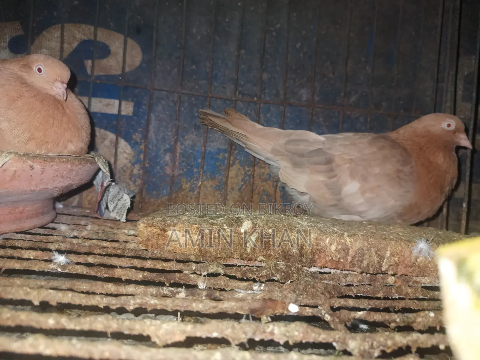 High Quality Pigeons
