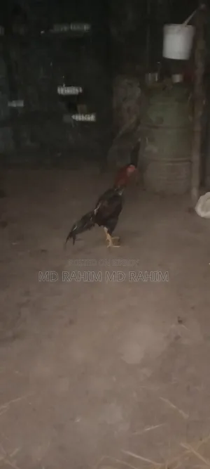 ফাইটার মুরগ বয়স ১৮ মাস