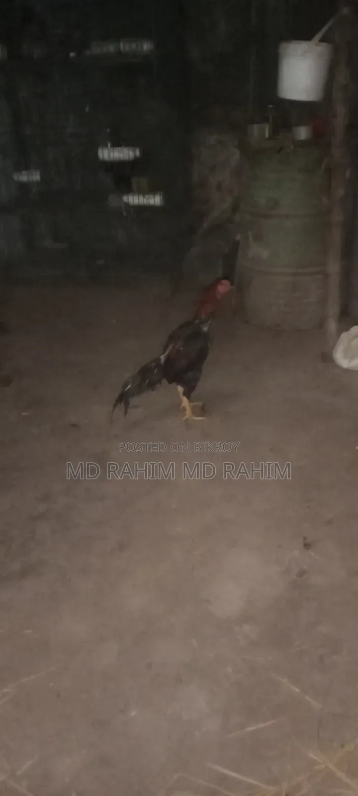 ফাইটার মুরগ বয়স ১৮ মাস