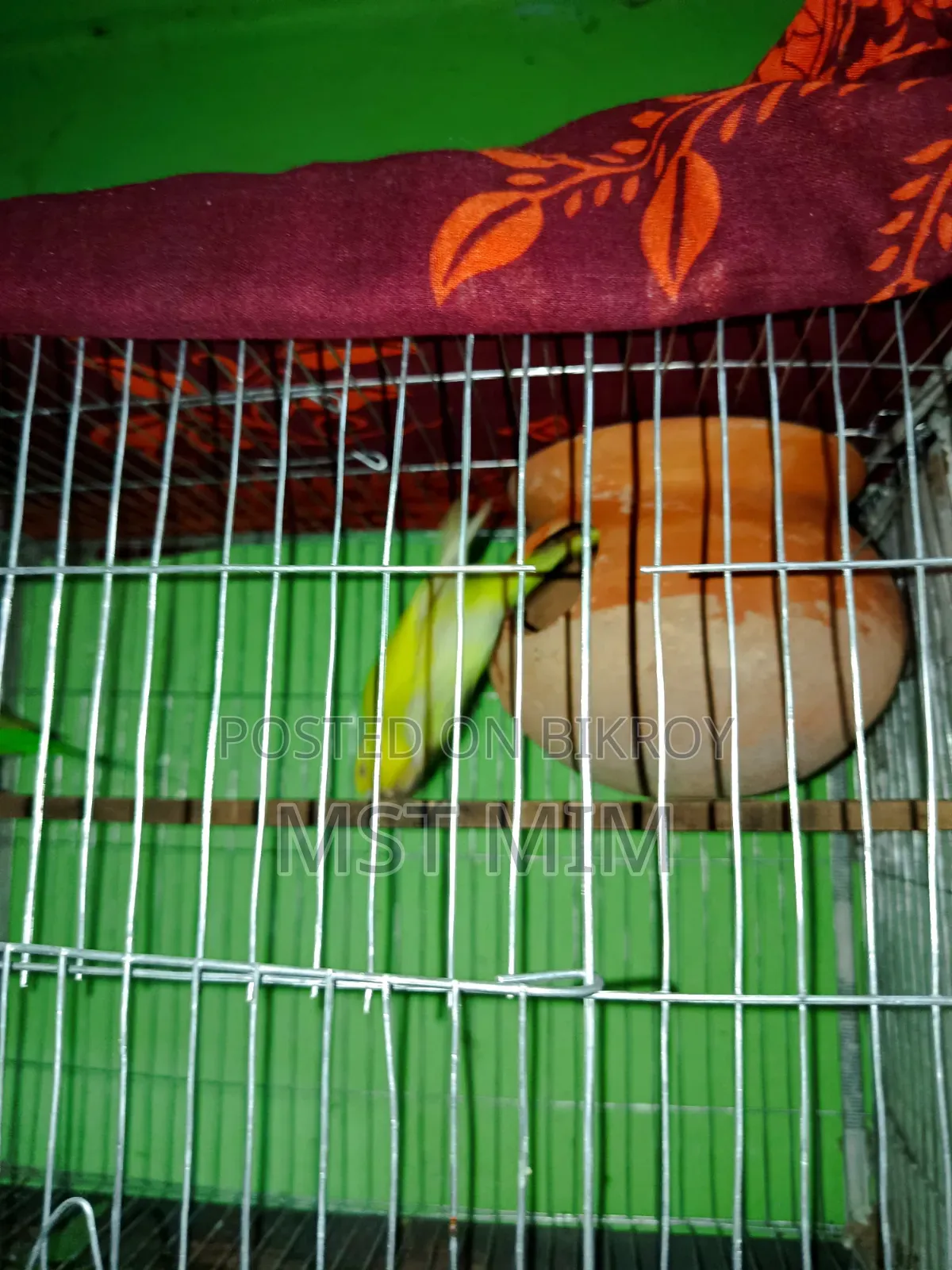 A pair of running egg-laying Budgie birds, one Classic and one Lutino