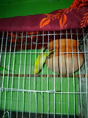 A pair of running egg-laying Budgie birds, one Classic and one Lutino