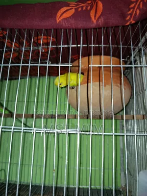 A pair of running egg-laying Budgie birds, one Classic and one Lutino