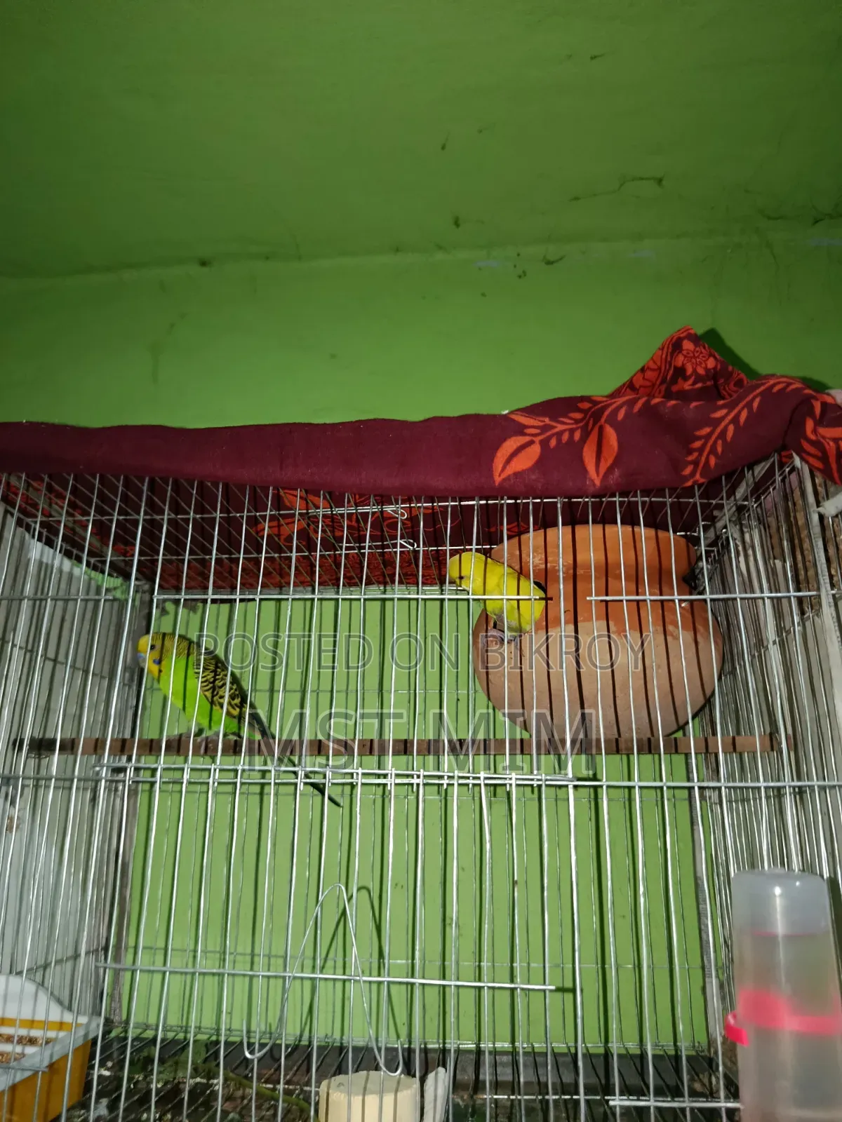 A pair of running egg-laying Budgie birds, one Classic and one Lutino
