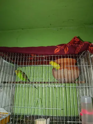 A pair of running egg-laying Budgie birds, one Classic and one Lutino
