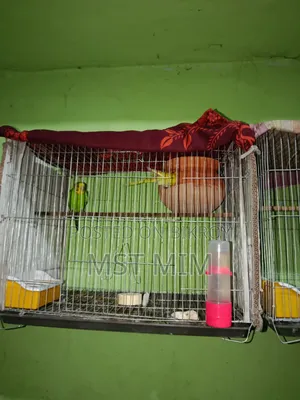 A pair of running egg-laying Budgie birds, one Classic and one Lutino