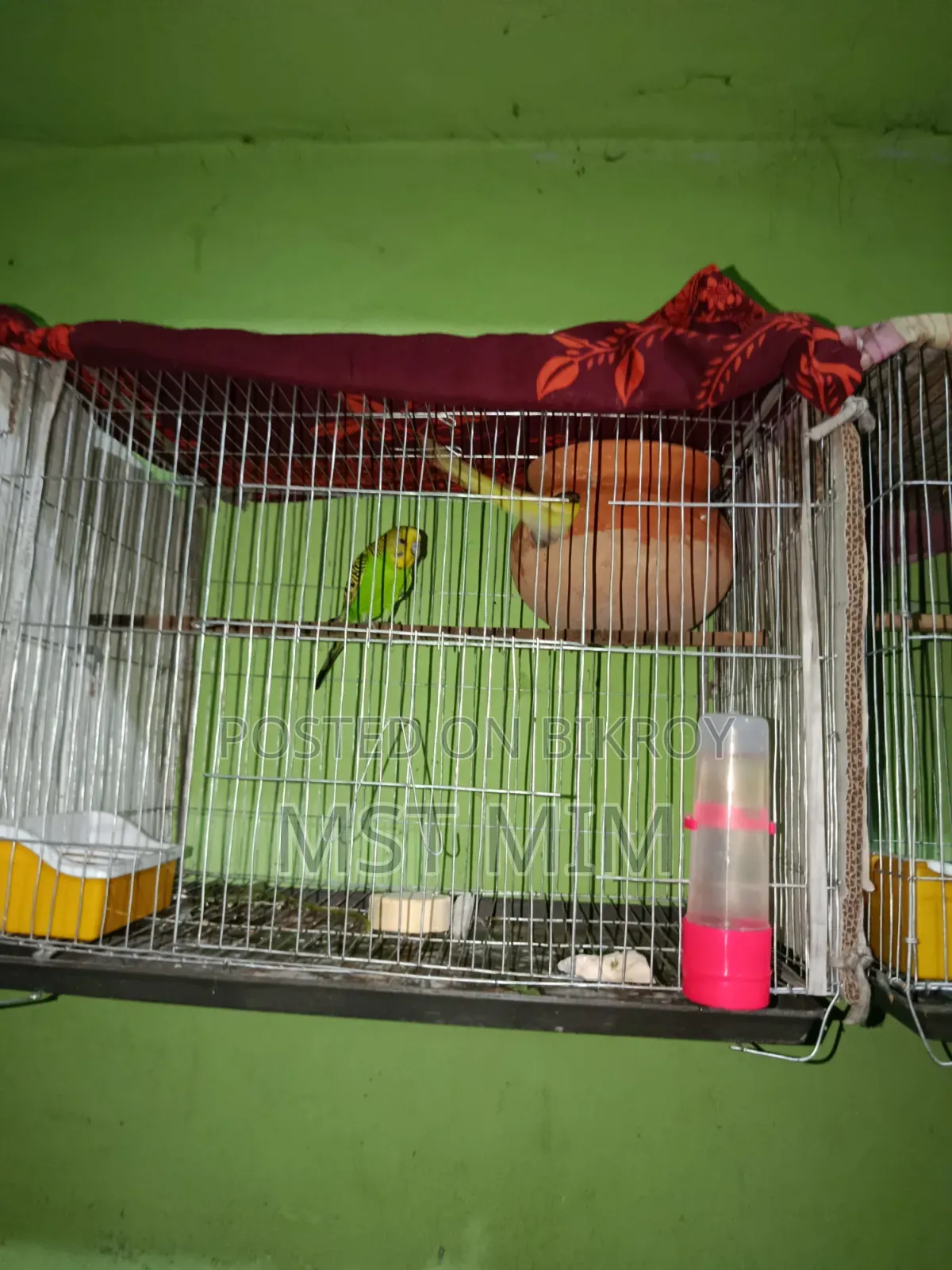 A pair of running egg-laying Budgie birds, one Classic and one Lutino