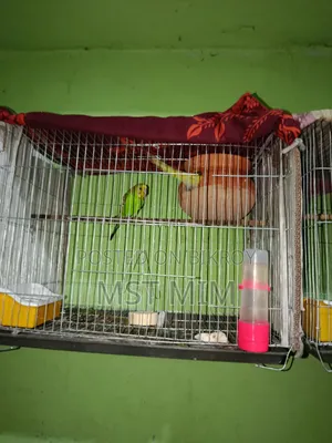 A pair of running egg-laying Budgie birds, one Classic and one Lutino