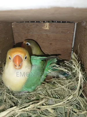 Lovebird for Sale