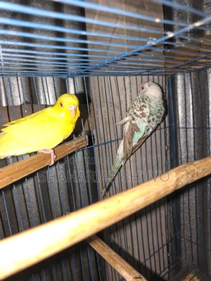 Budgerigar Bird