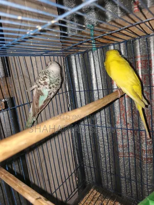 Budgerigar Bird