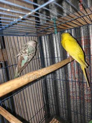 Budgerigar Bird