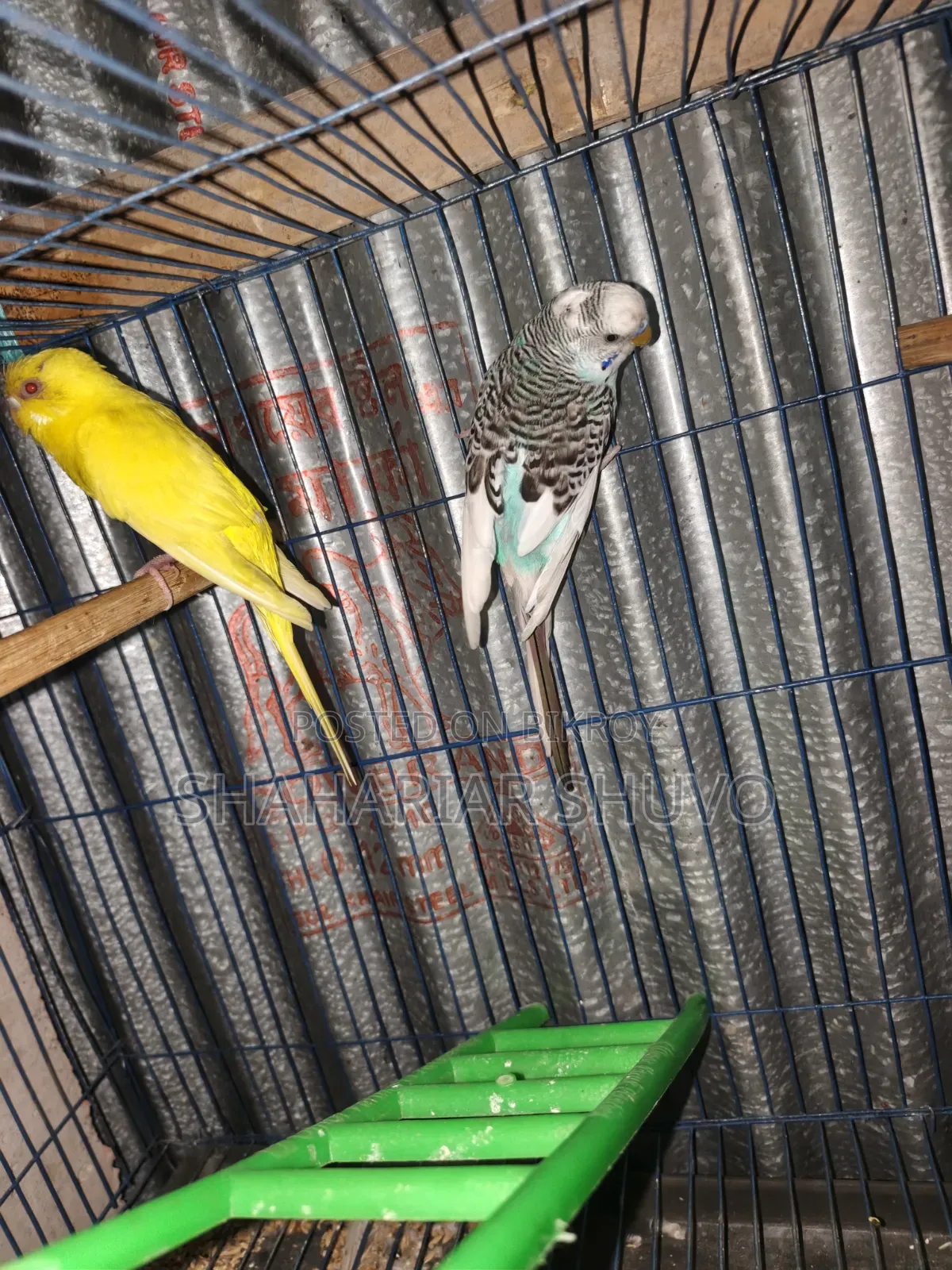 Budgerigar Bird