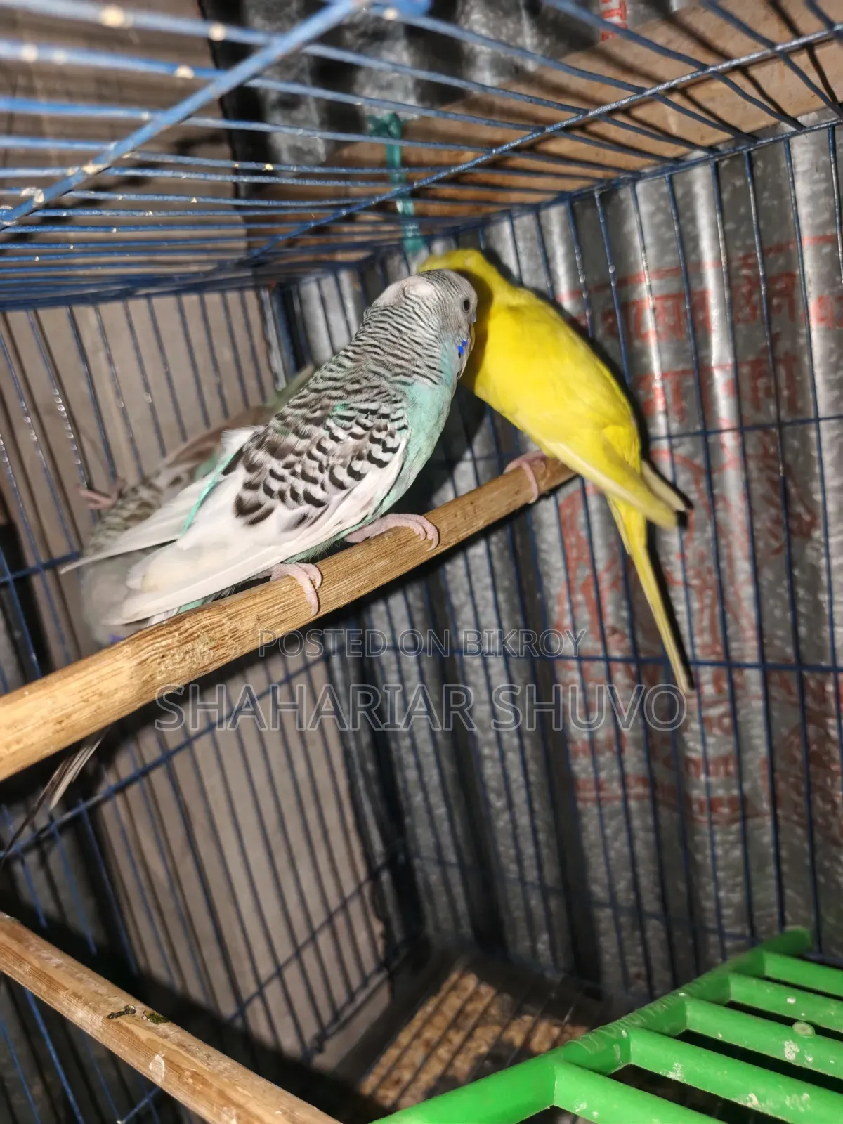 Budgerigar Bird