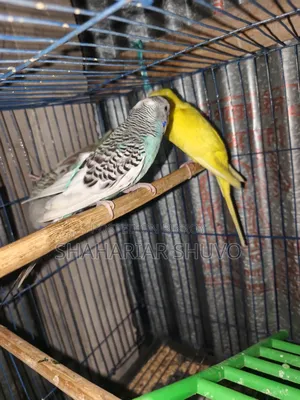Budgerigar Bird