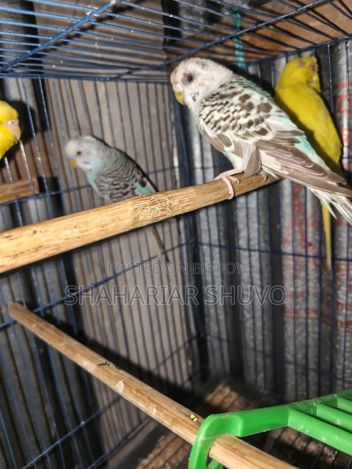 Budgerigar Bird