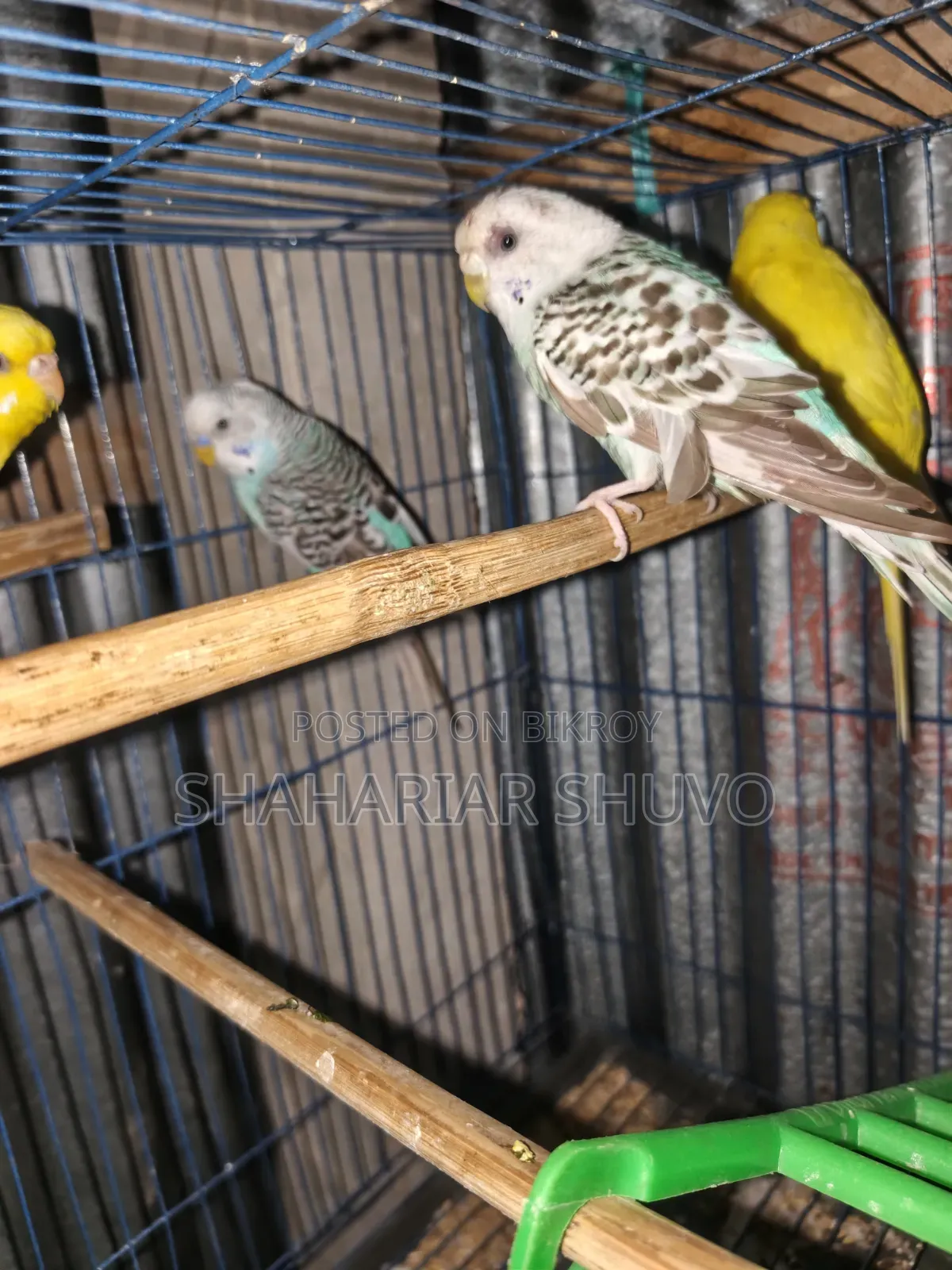 Budgerigar Bird