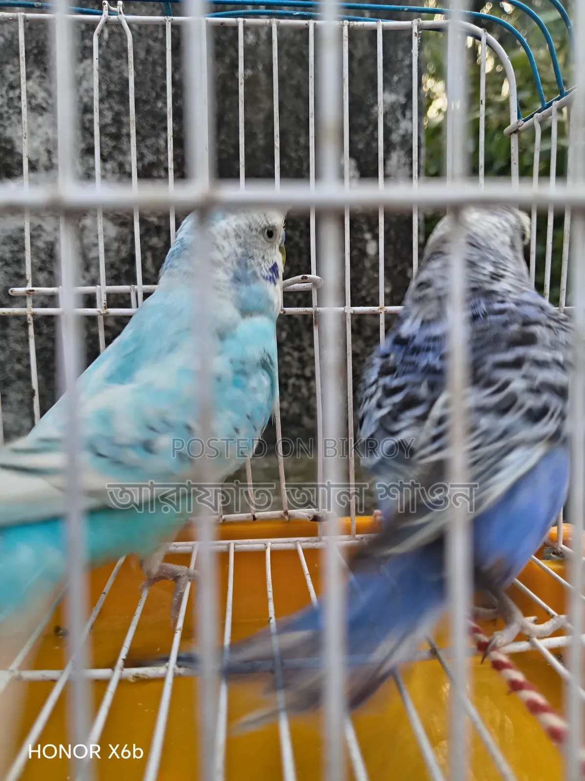 A pair of good mutation Budgie birds for sale