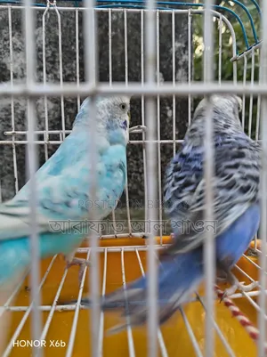 A pair of good mutation Budgie birds for sale