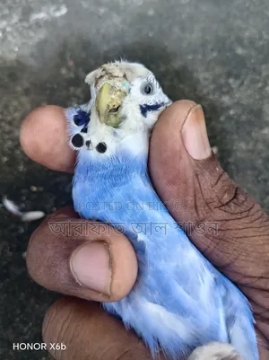 A pair of good mutation Budgie birds for sale