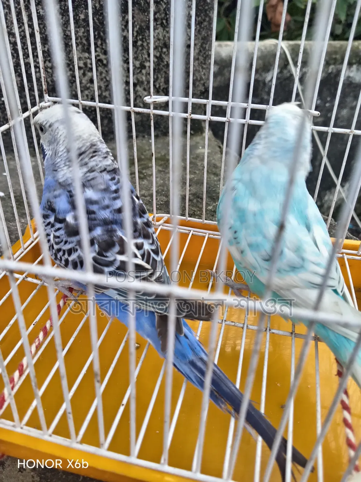 A pair of good mutation Budgie birds for sale