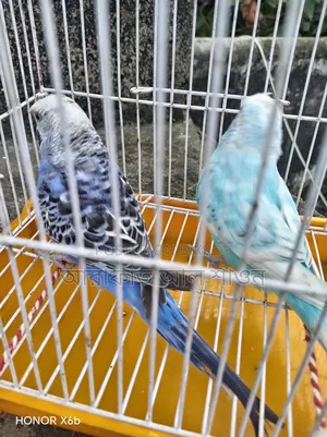 A pair of good mutation Budgie birds for sale