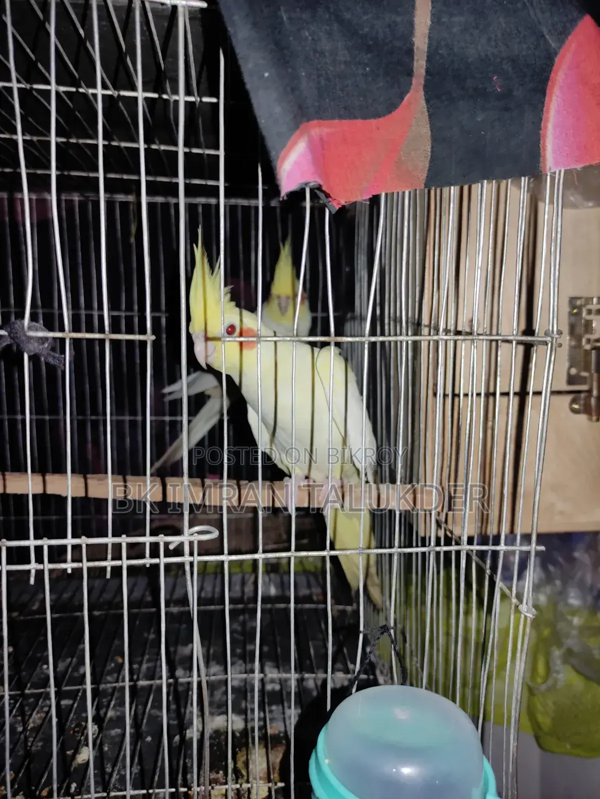 Lutino Cockatiel with eggs for sale