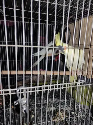 Lutino Cockatiel with eggs for sale