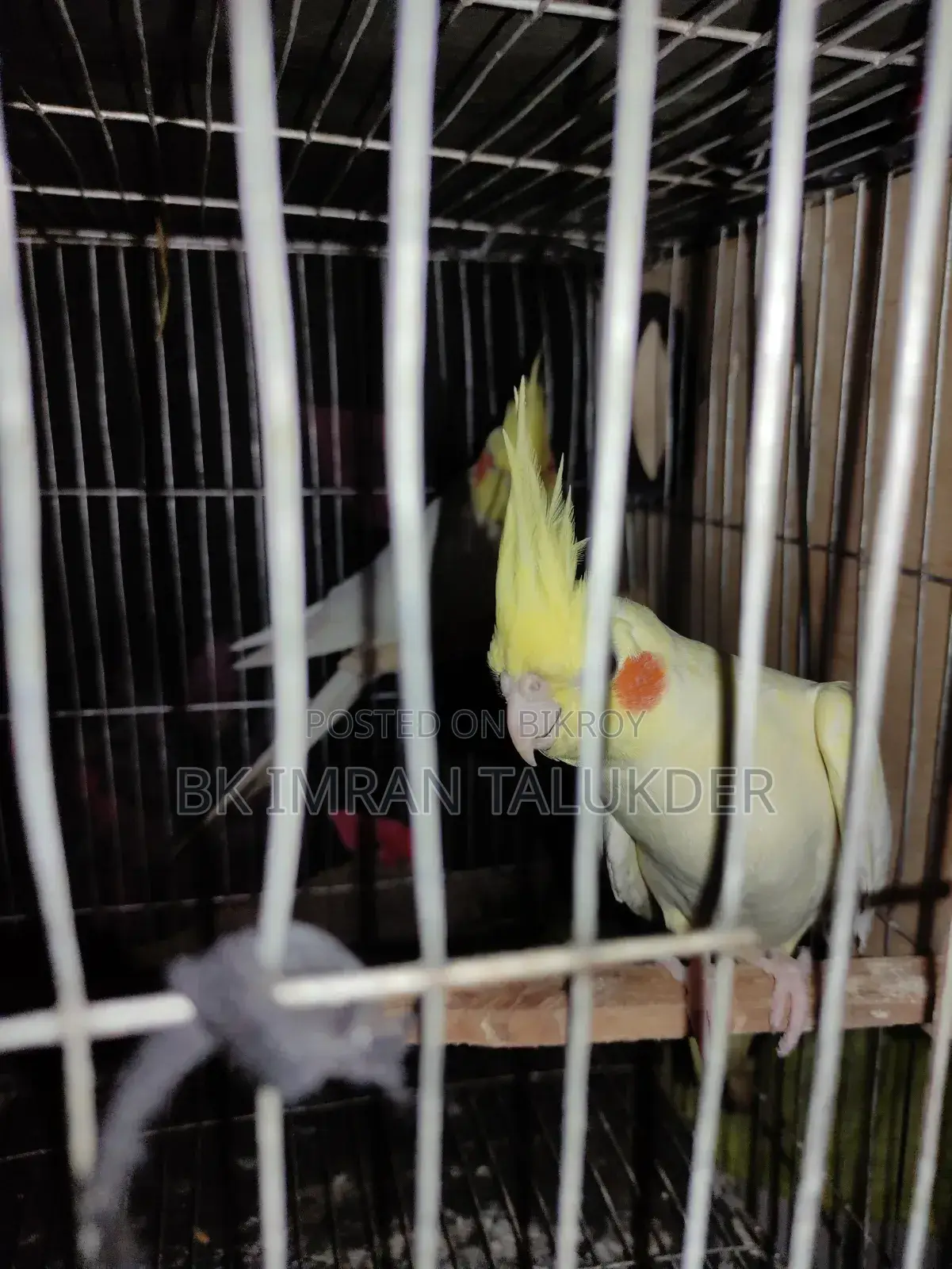 Lutino Cockatiel with eggs for sale