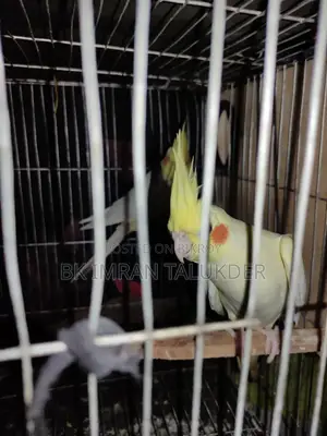 Lutino Cockatiel with eggs for sale