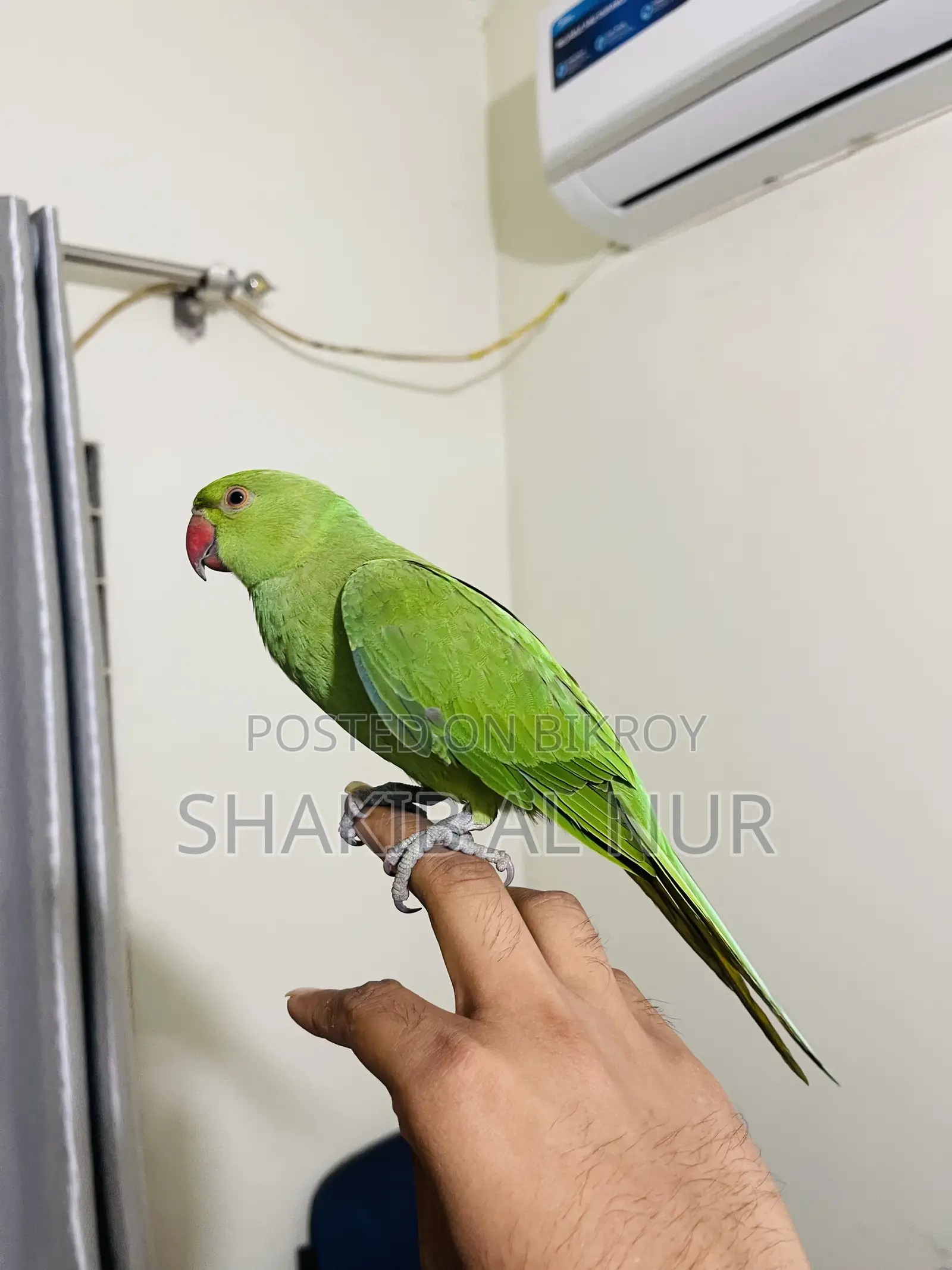A Fully Tamed Parrot