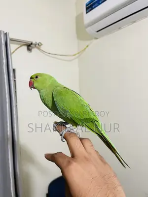 A Fully Tamed Parrot