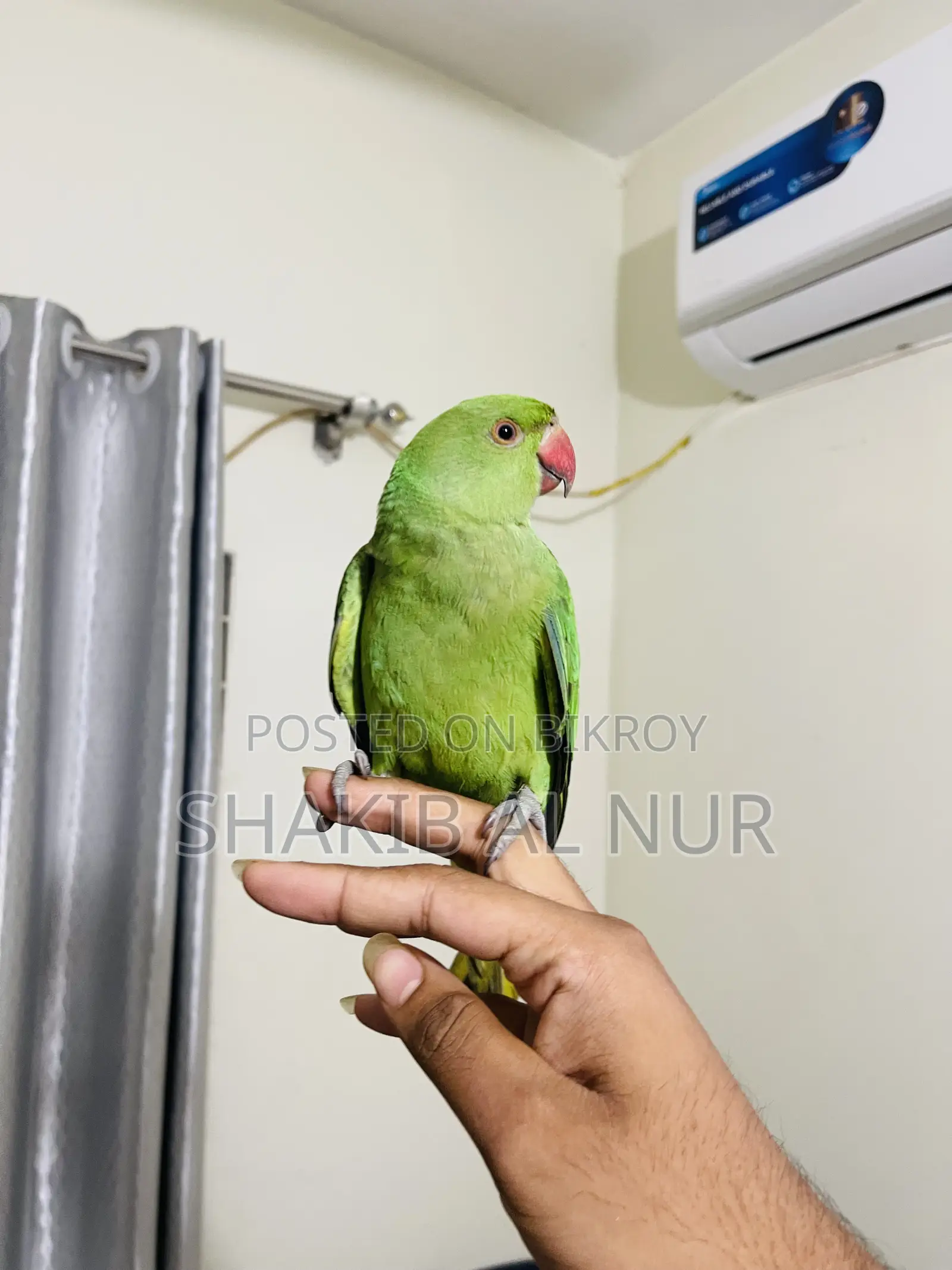 A Fully Tamed Parrot