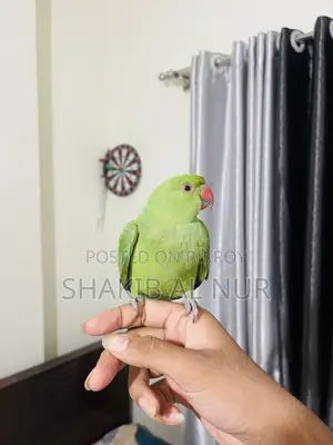 A Fully Tamed Parrot