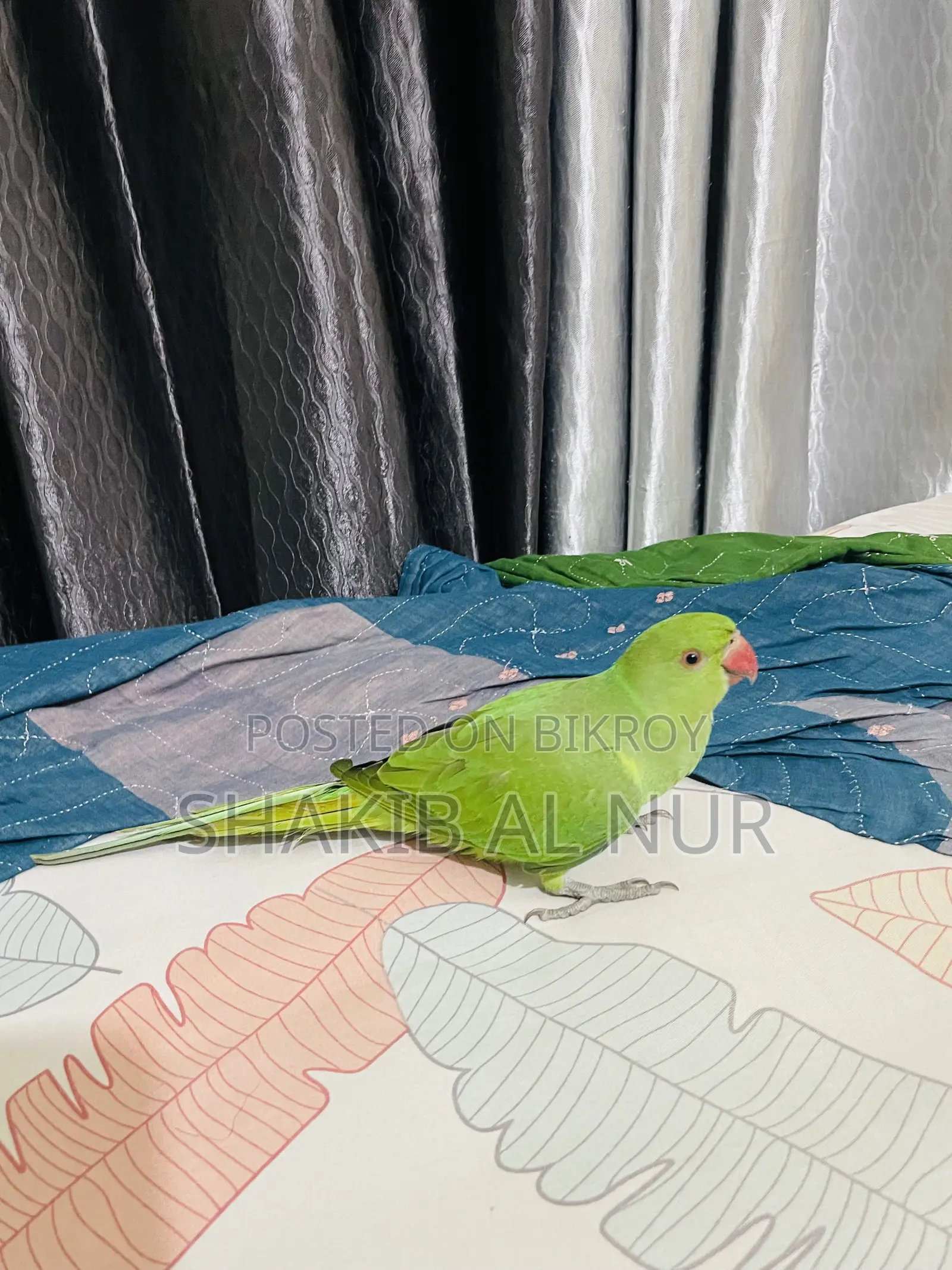 A Fully Tamed Parrot