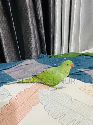 A Fully Tamed Parrot