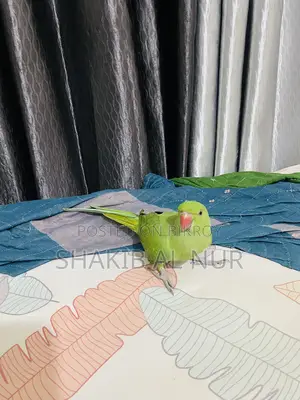 A Fully Tamed Parrot
