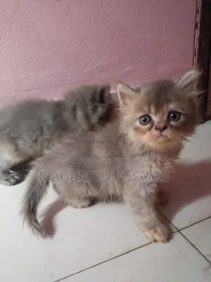 1-3 Months Male Purebred Persian