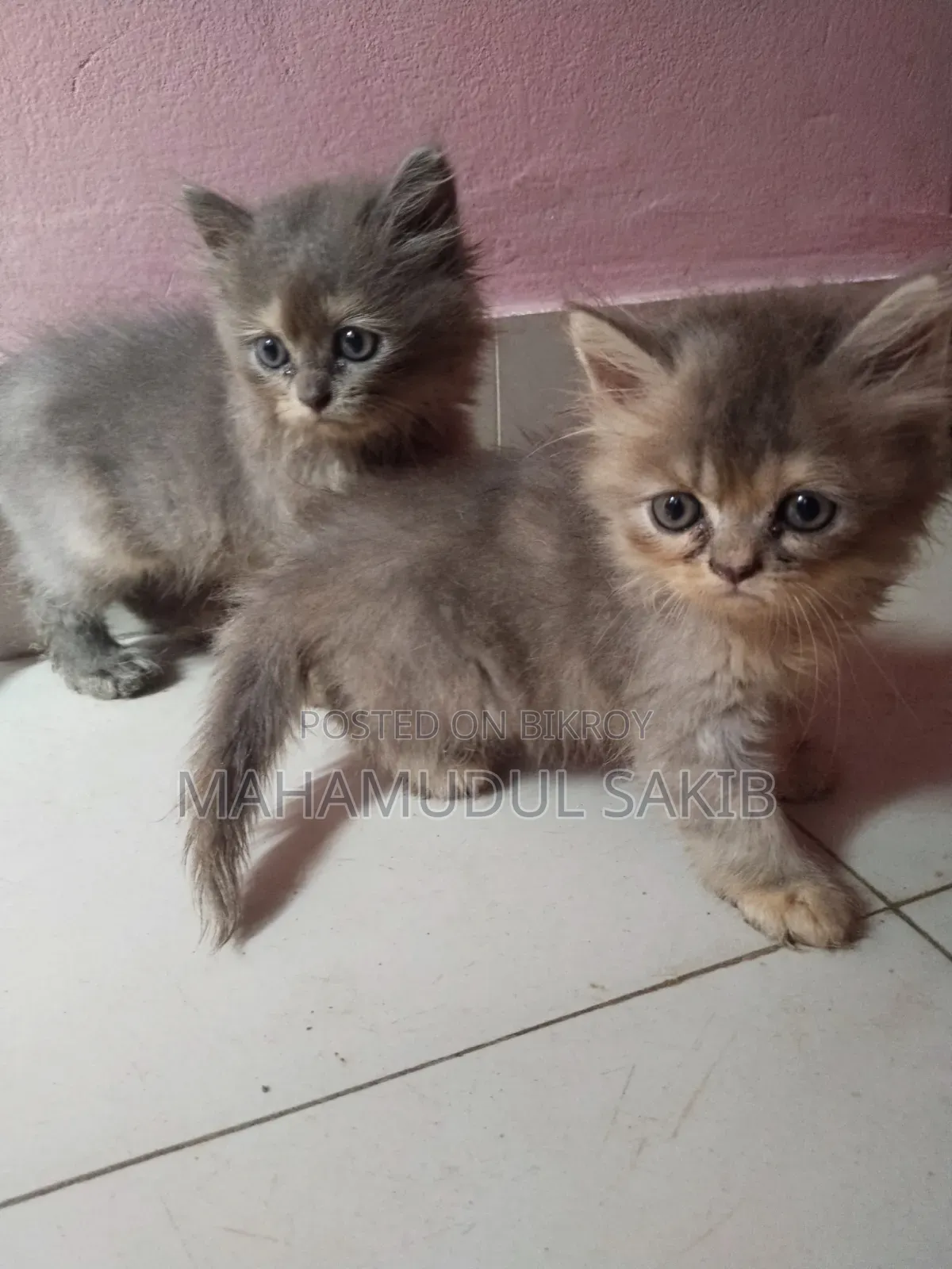 1-3 Months Male Purebred Persian