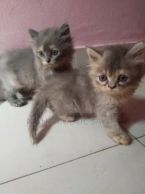1-3 Months Male Purebred Persian