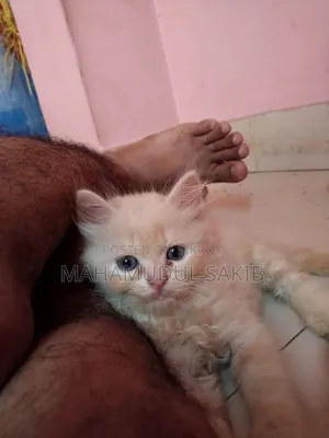1-3 Months Male Purebred Persian